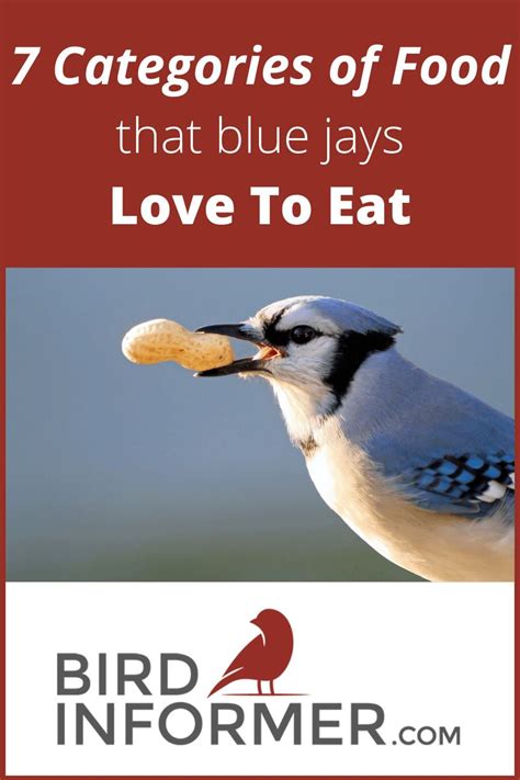 blue jays favorite food